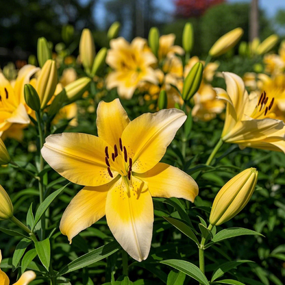 🌺Perfume Lily Bulbs—Fresh and Sweet