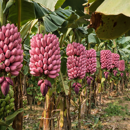 Premium Pink Banana Seeds – Sweet, Nutrient-Rich & Fast-Growing Tropical Variety