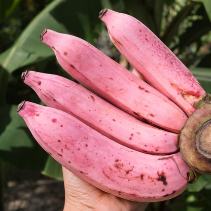 Premium Pink Banana Seeds – Sweet, Nutrient-Rich & Fast-Growing Tropical Variety