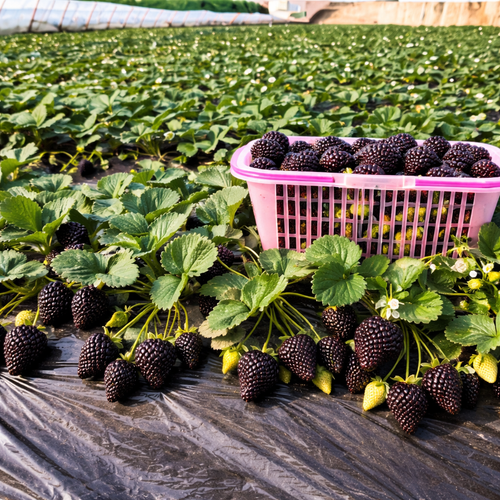 Giant Black Diamond Strawberries Seeds – Sweet, Nutrient-Rich & Easy to Grow at Home