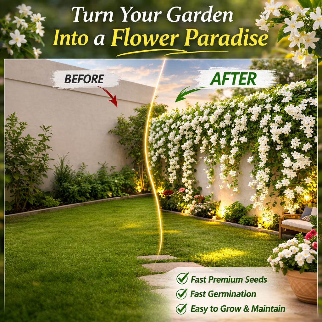 🔥Last Day 70% OFF🔥 FrostCharm Jasmine Seeds