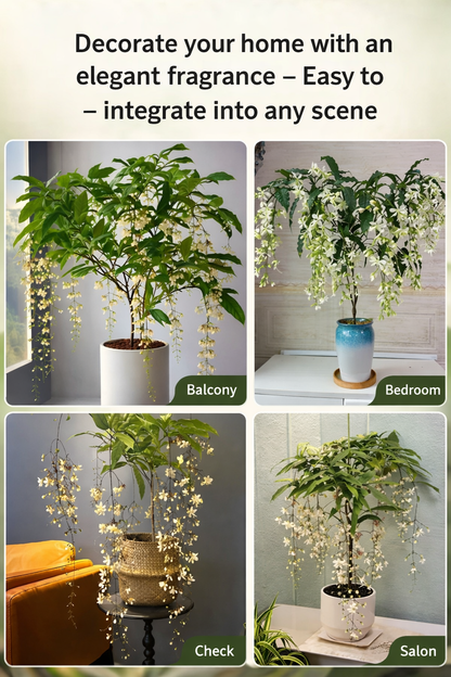 🔥Last Day 70% OFF🔥 FrostCharm Jasmine Seeds