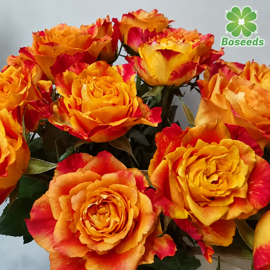 Ode to Joy' Rose Seeds