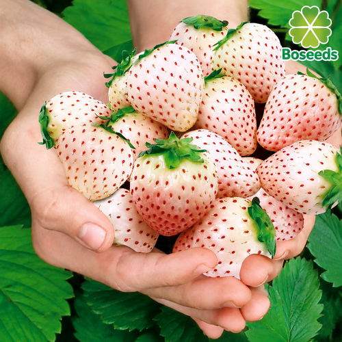 1 Bag Rare Milk Strawberry Seeds