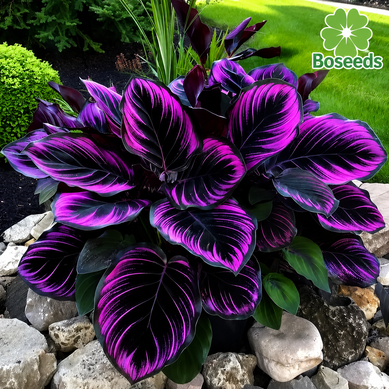 Add a variety of colors to the space-Rare Hosta Seeds🌿