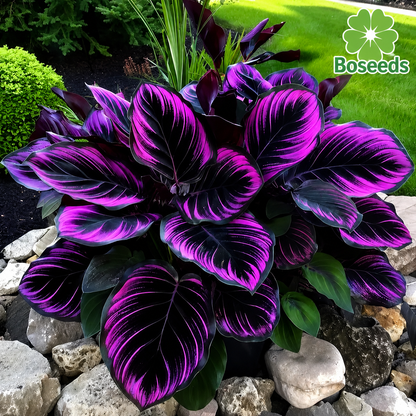 Add a variety of colors to the space-Rare Hosta Seeds🌿