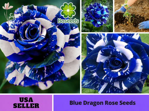Blue Dragon Rose Seeds-Perennial -Authentic Seeds