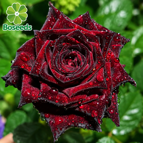 Black Buck rose