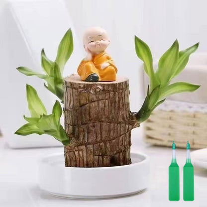 🎁Lucky Plant🪴Brazilian Wood🔥The best-selling bonsai in 2026