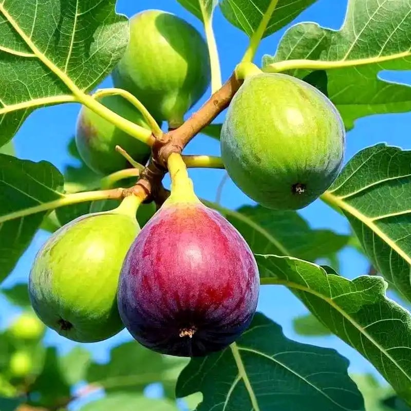 🏆 Over 65,000 Sold! 🌿 Ficus Carica Seeds – Easy to Grow at Home on Your Terrace or Balcony