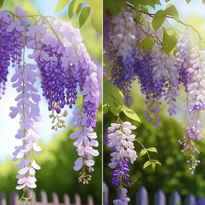 Wisteria Flower Seeds-Waterfall Flower