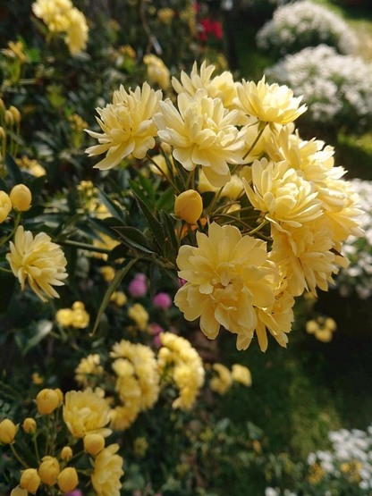 Yellow Banks Rose Seeds