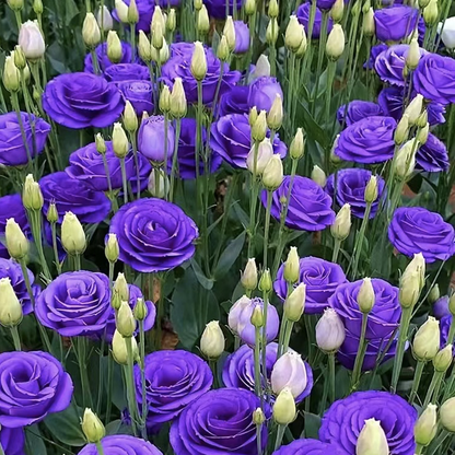 💐Lisianthus – Timeless Beauty, Everlasting Love💫