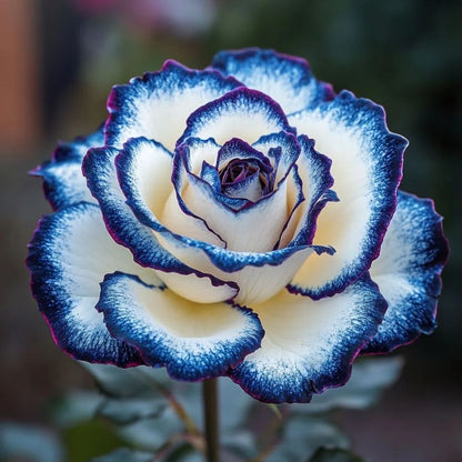 🌈🌹Rare Blue Moon Rose 🌌Multi-Colored Petal Lace Rose