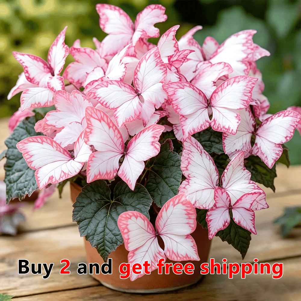 🌸 Moonlight Butterfly Flower Seeds