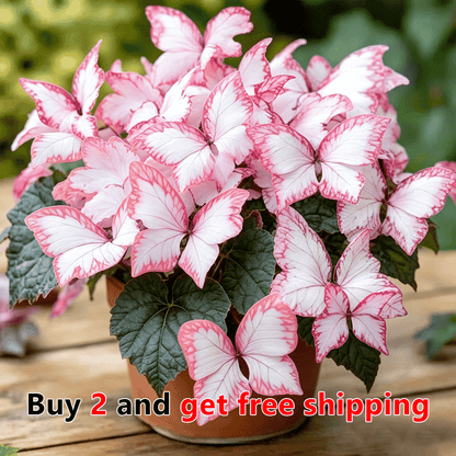 🌸 Moonlight Butterfly Flower Seeds