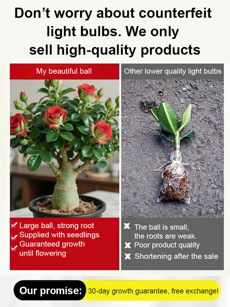 【Blooms in 25 days】Heat-resistant, Sun-resistant, Drought-resistant Desert Rose Bulbs 🔥Can Grow Without Watering