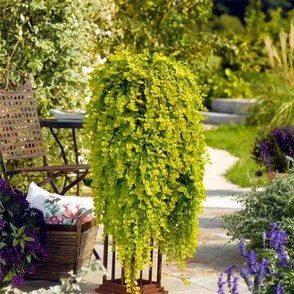🌈Wonderful yellow-green ground cover plant ✨Golden leaf sedge