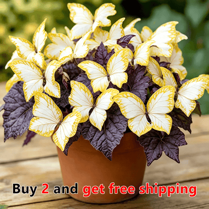 🌸 Moonlight Butterfly Flower Seeds