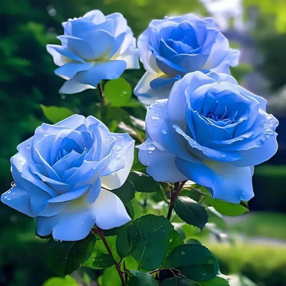 Crushed Ice Blue Rose Seeds