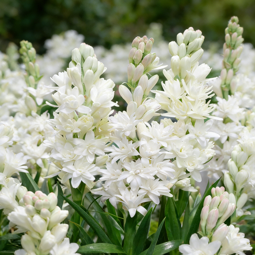 🌸Double Perfume Tuberose Bulbs—Moon Garden Flower