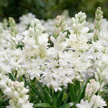 🌸Double Perfume Tuberose Bulbs—Moon Garden Flower