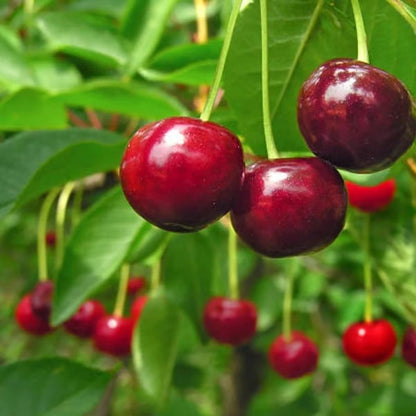 🍒 Premium Sweet Cherry Seeds (New Harvest) – 99% Germination | Pre-Primed for Fast Sprouting