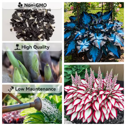 🌟Spring & Winter Growing🍃Premium Rare Hosta Seeds🌿Perfect For Cut Flowers【98% Germination Rate】