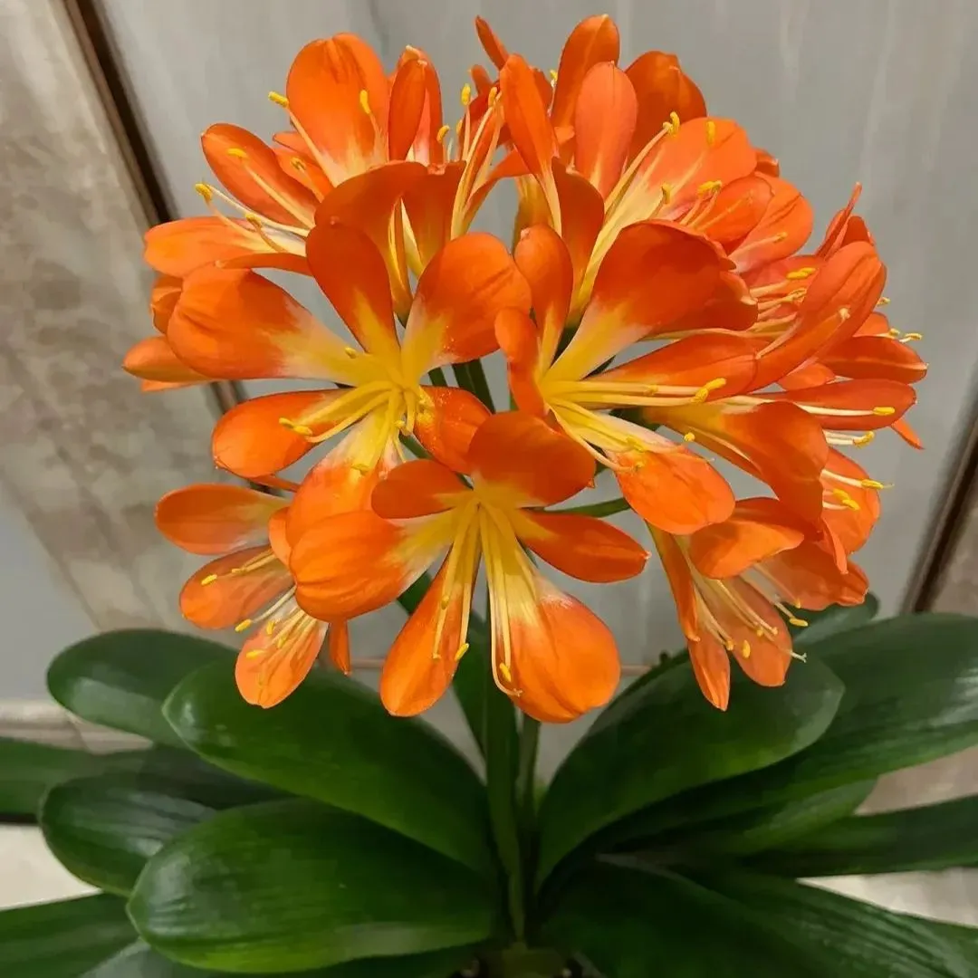 🍀Green plants that purify indoor air👀Clivia Seeds🌿💕