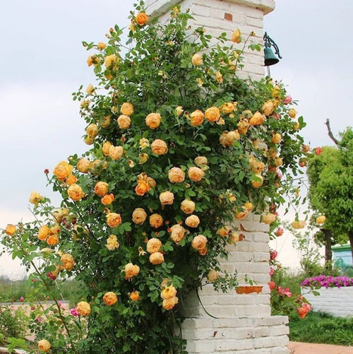 🌹Climbing Vine Rose Flower Seeds