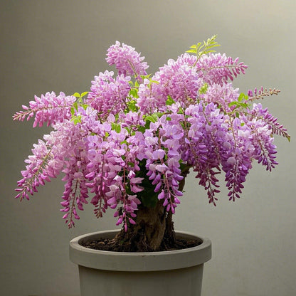 🌈🏠Create a beautiful space: Wisteria seeds illuminate hope💜🌼