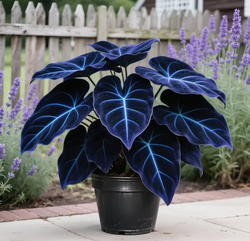 Add a variety of colors to the space-Rare Hosta Seeds🌿