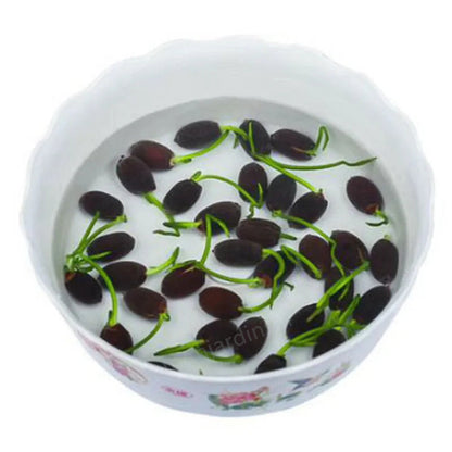 🎁50% Discount🌺The sacred lotus flower in bonsai