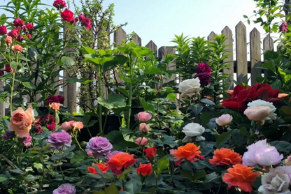 Mixed Color Rose Combination Seeds💐