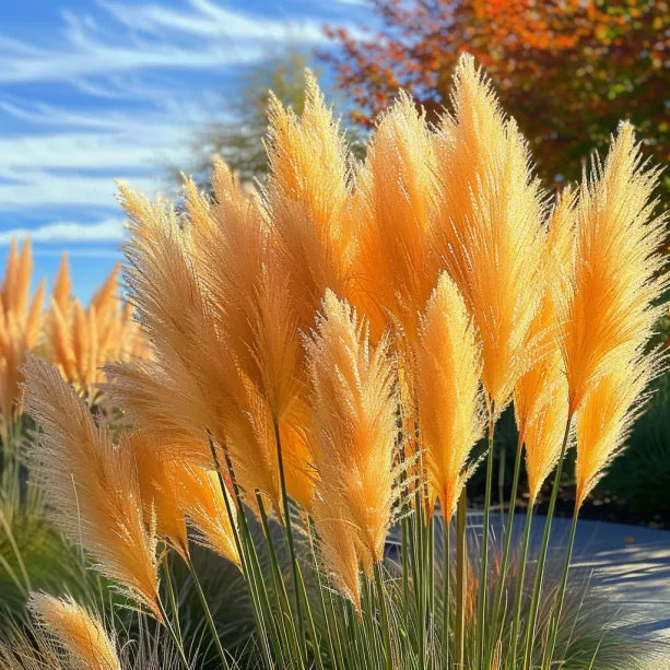 🔥Garden Essentials🌾Ornamental Perennial Pampas Grass Seeds🌱