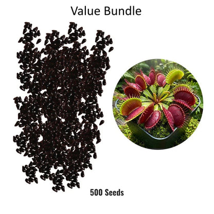🌱[Amazing Venus Flytrap Seeds]—Grow Your Own Mini Carnivorous Monster!😱🌿