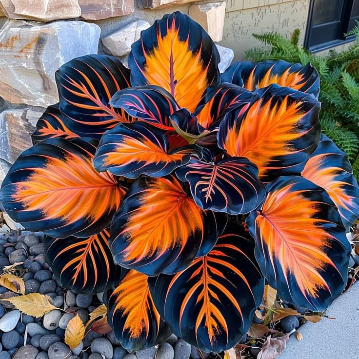Add a variety of colors to the space-Rare Hosta Seeds🌿