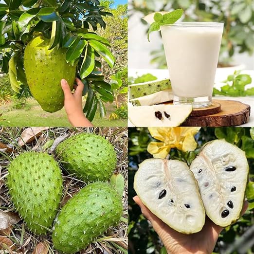 🏆Flash Sale⚡Almost Gone-💥🌸 Organic Soursop (Graviola) – Non-GMO Heirloom Tropical Fruit