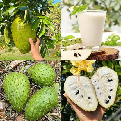 🏆Flash Sale⚡Almost Gone-💥🌸 Organic Soursop (Graviola) – Non-GMO Heirloom Tropical Fruit