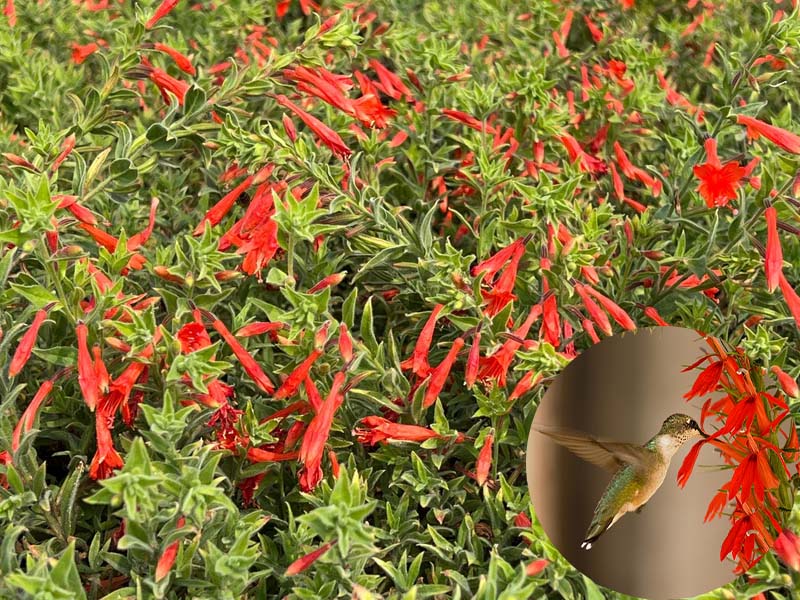 🔥🐦"Hummingbird Carpet"🌸Epilobium garrettii – Rainbow Burst 🌈