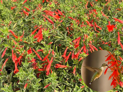 🔥🐦"Hummingbird Carpet"🌸Epilobium garrettii – Rainbow Burst 🌈