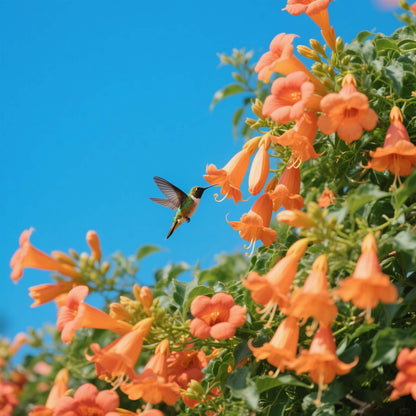 🔥🐦"Hummingbird Carpet"🌸Epilobium garrettii – Rainbow Burst 🌈