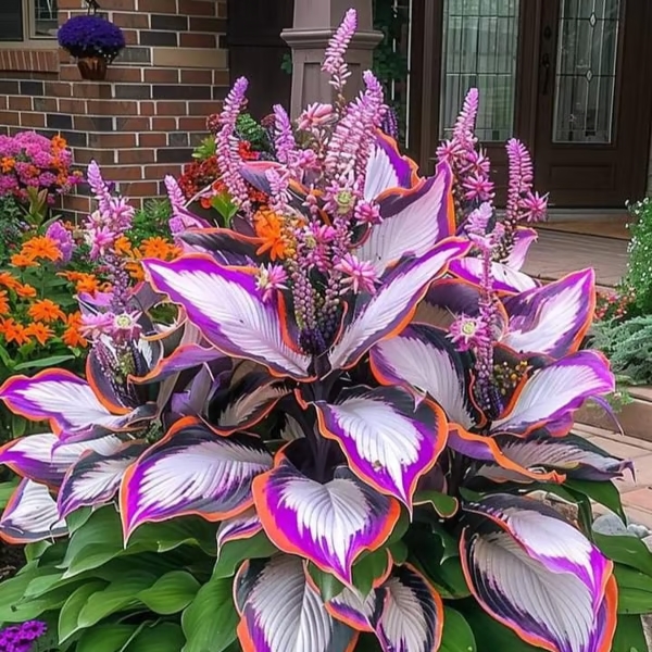 🌟Spring & Winter Growing🍃Premium Rare Hosta Seeds🌿Perfect For Cut Flowers【98% Germination Rate】