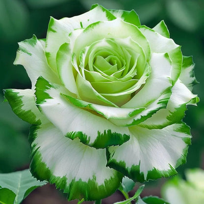 Rare Blue Moon Rose 🌌Multi-Colored Petal Lace Rose🌈🌹
