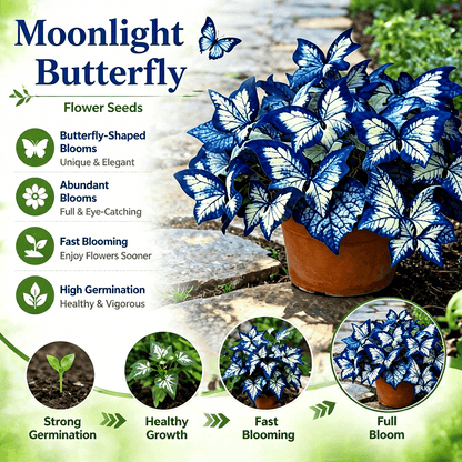 🌸 Moonlight Butterfly Flower Seeds