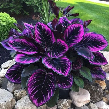 Add a variety of colors to the space-Rare Hosta Seeds🌿