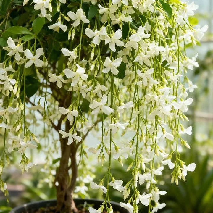 🌸LAST DAY Promotion 49% OFF🌸Double Jasmine