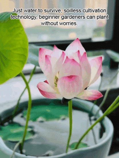 USDA Organic Certified Hydroponic Lotus Seeds