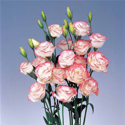 Perennial, long-flowering: Lisianthus seeds🌼