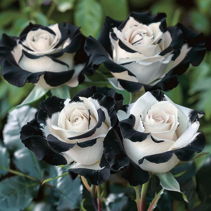 🌈🌹Rare Blue Moon Rose 🌌Multi-Colored Petal Lace Rose